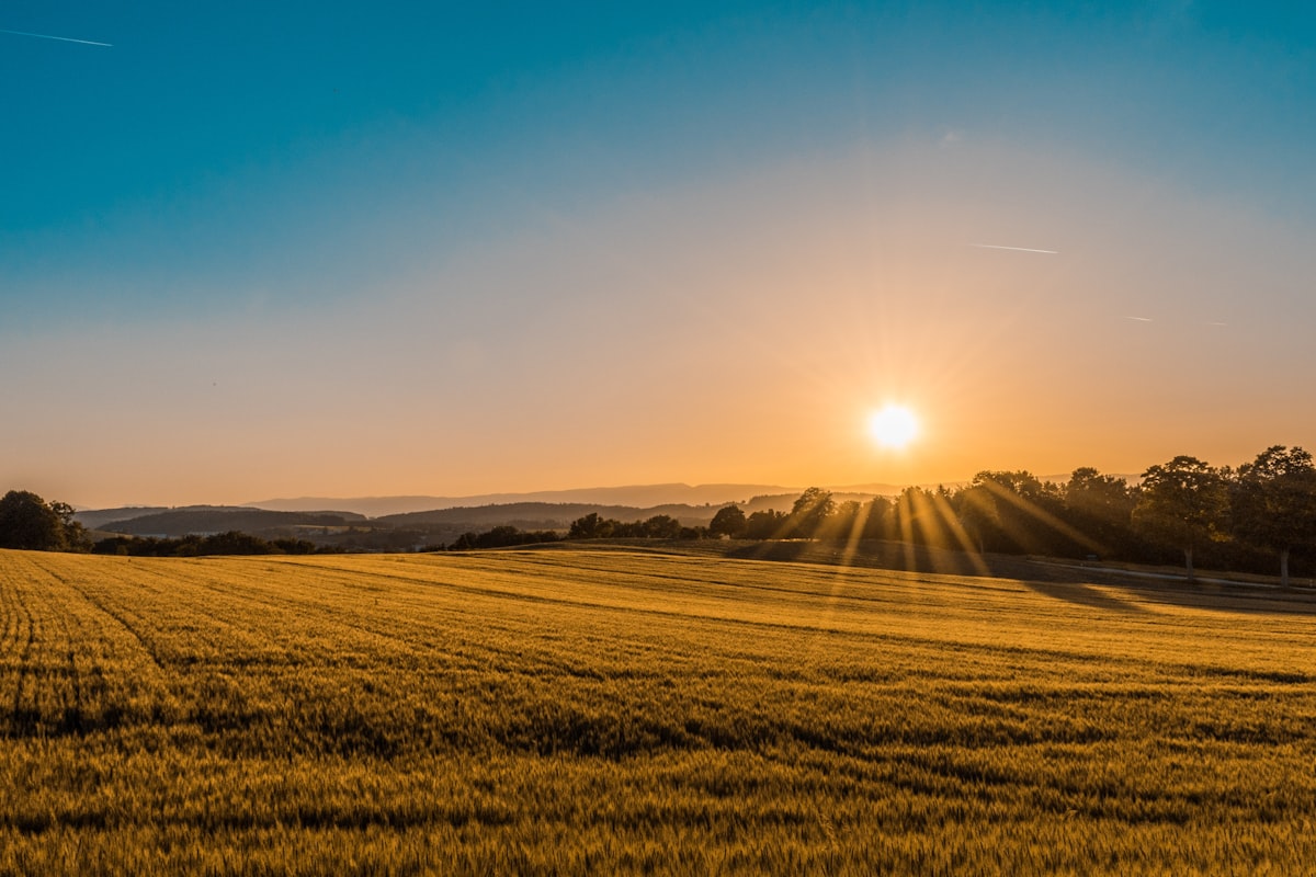 Golden wheat field at sunset representing food and agriculture plants hit by a 62% rise in ransomware